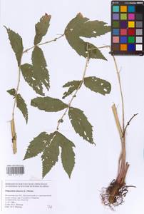 Filipendula ulmaria (L.) Maxim., Eastern Europe, Central region (E4) (Russia)