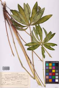 Lupinus polyphyllus Lindl., Eastern Europe, North-Western region (E2) (Russia)