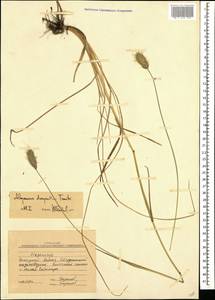 Alopecurus dasyanthus Trautv., Caucasus, Stavropol Krai, Karachay-Cherkessia & Kabardino-Balkaria (K1b) (Russia)