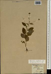 Myriactis wallichii Less., Caucasus, Armenia (K5) (Armenia)