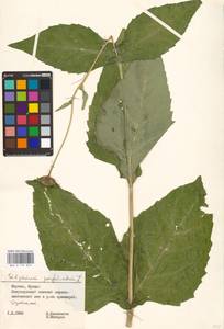 Silphium perfoliatum L., Eastern Europe, Lithuania (E2a) (Lithuania)