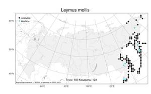 Leymus mollis (Trin.) Pilg., Atlas of the Russian Flora (FLORUS) (Russia)