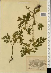 Solanum angustifolium Houst. ex Mill., Caucasus, Stavropol Krai, Karachay-Cherkessia & Kabardino-Balkaria (K1b) (Russia)