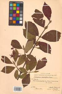 Euonymus macropterus Rupr., Siberia, Russian Far East (S6) (Russia)