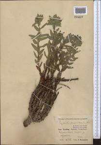Euphorbia sarawschanica, Middle Asia, Pamir & Pamiro-Alai (M2) (Uzbekistan)