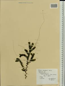 Elodea canadensis Michx., Eastern Europe, Central region (E4) (Russia)