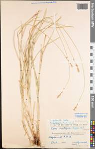 Carex spicata subsp. spicata, Eastern Europe, North Ukrainian region (E11) (Ukraine)
