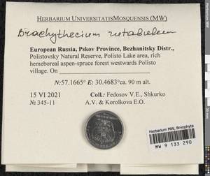 Brachythecium rutabulum (Hedw.) Schimp., Bryophytes, Bryophytes - Novgorod & Pskov Oblasts (B5) (Russia)