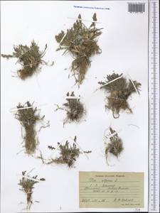 Poa alpina L., Middle Asia, Pamir & Pamiro-Alai (M2) (Tajikistan)