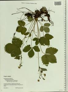 Fragaria, Eastern Europe, Western region (E3) (Russia)
