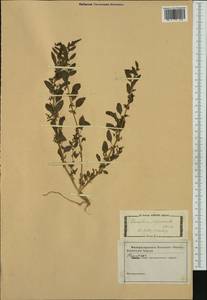 Lipandra polysperma (L.) S. Fuentes, Uotila & Borsch, Western Europe (EUR) (Italy)