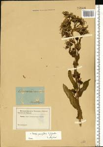 Jacobaea racemosa subsp. kirghisica (DC.) Galasso & Bartolucci, Eastern Europe, South Ukrainian region (E12) (Ukraine)