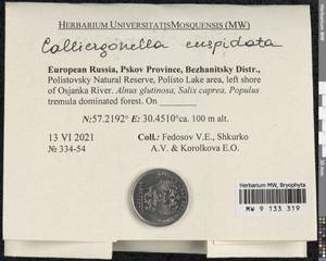 Calliergonella cuspidata (Hedw.) Loeske, Bryophytes, Bryophytes - Novgorod & Pskov Oblasts (B5) (Russia)