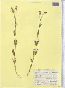 Silene conoidea L., Middle Asia, Kopet Dag, Badkhyz, Small & Great Balkhan (M1) (Turkmenistan)