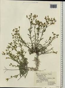 Linum ucranicum Czern. ex Gruner, Eastern Europe, Central forest-and-steppe region (E6) (Russia)