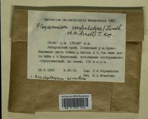 Plagiomnium confertidens (Lindb. & Arnell) T.J. Kop., Bryophytes, Bryophytes - Russian Far East (excl. Chukotka & Kamchatka) (B20) (Russia)