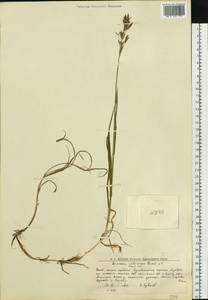 Bromus pumpellianus Scribn., Siberia, Western Siberia (S1) (Russia)