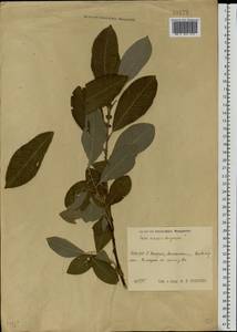 Salix cinerea × dasyclados, Eastern Europe, Central region (E4) (Russia)