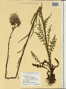 Cirsium palustre (L.) Scop., Eastern Europe, Northern region (E1) (Russia)