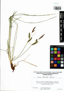 Carex schmidtii Meinsh., Siberia, Baikal & Transbaikal region (S4) (Russia)