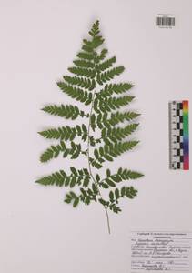 Dryopteris carthusiana (Vill.) H.P.Fuchs, Eastern Europe, Central region (E4) (Russia)