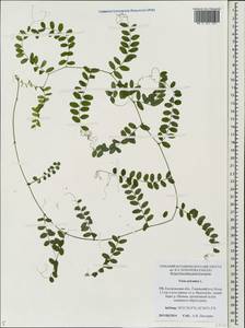 Vicia sylvatica L., Eastern Europe, Central forest region (E5) (Russia)