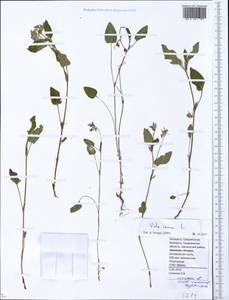 Viola canina L., Eastern Europe, Belarus (E3a) (Belarus)