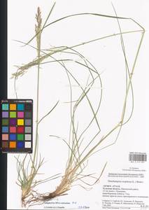 Deschampsia cespitosa (L.) P.Beauv., Eastern Europe, Central region (E4) (Russia)