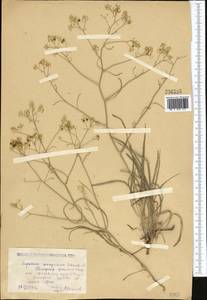 Lepidium songaricum Schrenk, Middle Asia, Caspian Ustyurt & Northern Aralia (M8) (Kazakhstan)
