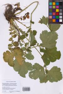 Geum macrophyllum Willd., Eastern Europe, Moscow region (E4a) (Russia)