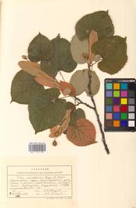 Tilia mandshurica Rupr. & Maxim., Siberia, Russian Far East (S6) (Russia)