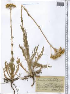 Handelia trichophylla (Schrenk ex Fisch. & C. A. Mey.) Heimerl, Middle Asia, Pamir & Pamiro-Alai (M2) (Tajikistan)
