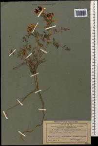 Hedysarum varium Willd., Caucasus, Azerbaijan (K6) (Azerbaijan)
