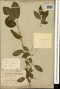 Euonymus europaeus L., Caucasus, Stavropol Krai, Karachay-Cherkessia & Kabardino-Balkaria (K1b) (Russia)