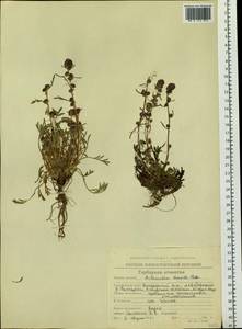 Artemisia borealis Pall., Siberia, Chukotka & Kamchatka (S7) (Russia)