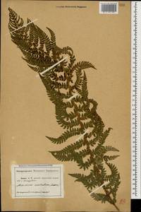 Polystichum aculeatum (L.) Roth, Caucasus, Abkhazia (K4a) (Abkhazia)