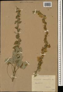 Campanula alliariifolia Willd., Caucasus (no precise locality) (K0)