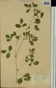 Medicago platycarpos (L.) Trautv., Siberia, Altai & Sayany Mountains (S2) (Russia)