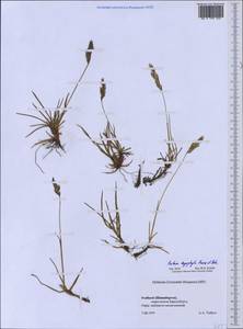 Festuca richardsonii Hook., Western Europe (EUR) (Svalbard and Jan Mayen)