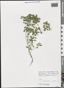 Euphorbia peplus L., Eastern Europe, Lower Volga region (E9) (Russia)