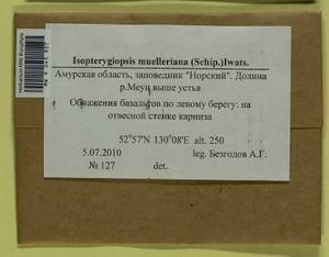 Isopterygiopsis catagonioides (Broth.) Ignatov & Ignatova, Bryophytes, Bryophytes - Russian Far East (excl. Chukotka & Kamchatka) (B20) (Russia)