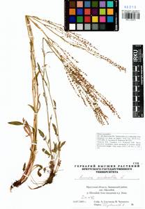 Rumex acetosella L., Siberia, Baikal & Transbaikal region (S4) (Russia)