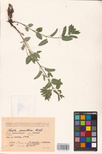 MHA 0 155 697, Nepeta ucranica subsp. parviflora (M.Bieb.) M.Masclans de Bolos, Eastern Europe, Lower Volga region (E9) (Russia)
