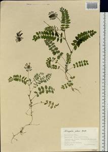 Astragalus polaris Benth., Siberia, Chukotka & Kamchatka (S7) (Russia)
