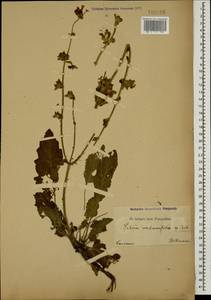 Salvia verbascifolia M.Bieb., Caucasus (no precise locality) (K0)