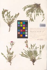 Convolvulus lineatus L., Eastern Europe, Lower Volga region (E9) (Russia)