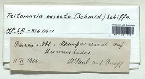 Tritomaria exsecta (Schmidel) Schiffn. ex Loeske, Bryophytes, Bryophytes - Western Europe (BEu) (Germany)