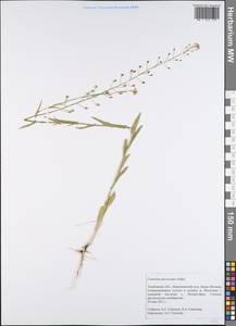 Camelina microcarpa Andrz. ex DC., Eastern Europe, Central forest-and-steppe region (E6) (Russia)