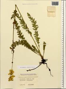 Filipendula vulgaris Moench, Caucasus, Stavropol Krai, Karachay-Cherkessia & Kabardino-Balkaria (K1b) (Russia)