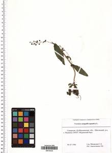 Veronica anagallis-aquatica L., Eastern Europe, Middle Volga region (E8) (Russia)